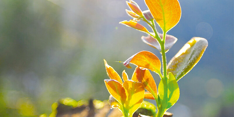 Blickpunkt Pastoral Vol.1 / DE (Foto: Pixabay)